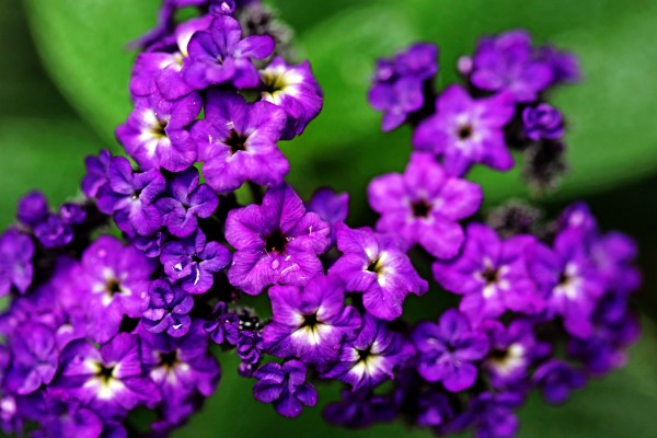 Scent Of Vanilla by Deb Oppermann